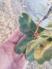 Quercus douglasii