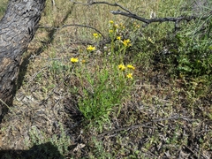 Senecio pinnatifolius