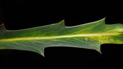 Pseudopanax crassifolius