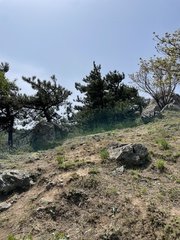 Pinus tabuliformis