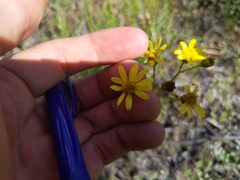 Senecio pinnatifolius