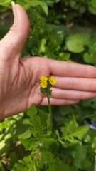 Youngia thunbergiana