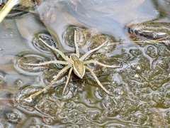 Dolomedes facetus