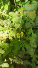 Youngia thunbergiana