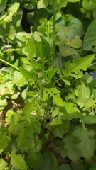 Youngia thunbergiana
