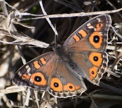 Junonia villida