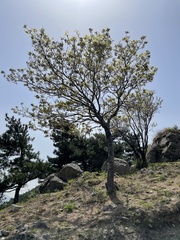 Fraxinus chinensis