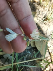 Chlorophytum cooperi