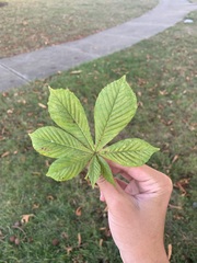 Aesculus hippocastanum