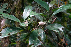 Atractocarpus sessilis