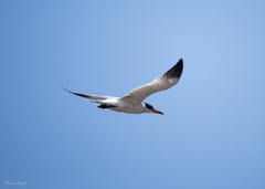 Hydroprogne caspia