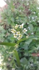 Capsella bursa-pastoris