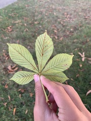 Aesculus hippocastanum