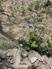 Orychophragmus violaceus