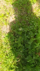 Capsella bursa-pastoris