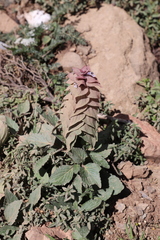 Ajuga lupulina