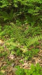 Dryopteris crassirhizoma