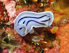 Chromodoris willani