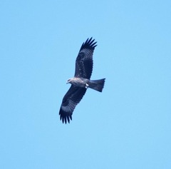 Milvus migrans lineatus