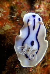 Chromodoris willani
