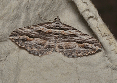 Chrysolarentia severata