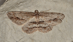 Didymoctenia exsuperata