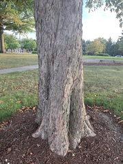 Aesculus hippocastanum