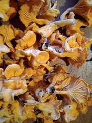 Cantharellus garnierii