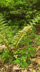 Dryopteris crassirhizoma