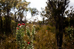 Banksia coccinea