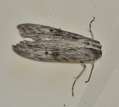 Capusa senilis