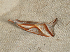 Arotrophora arcuatalis