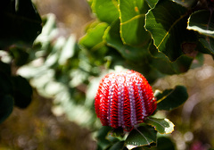 Banksia coccinea