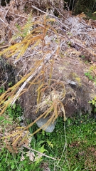 Dacrydium cupressinum