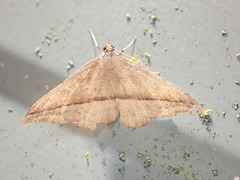 Sarisa muriferata
