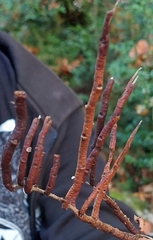 Calyptospora columnaris