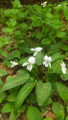 Viola