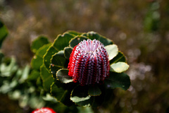 Banksia coccinea