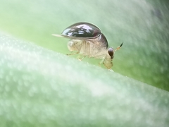 Celyphidae