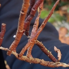 Calyptospora columnaris