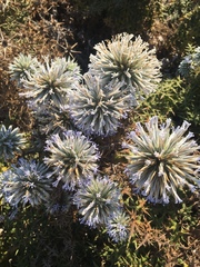 Echinops sphaerocephalus