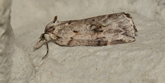 Neoteristis paraphanes