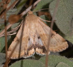Heliothis phloxiphaga