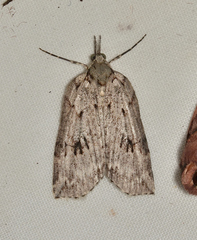 Neoteristis paraphanes