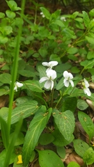 Viola