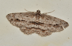 Didymoctenia exsuperata