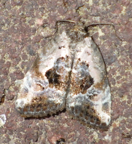 Rosy Marbled, photo 4 of 10