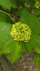 Viburnum