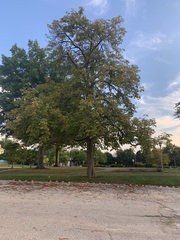 Aesculus hippocastanum