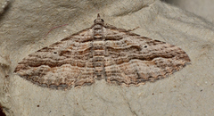 Chrysolarentia severata